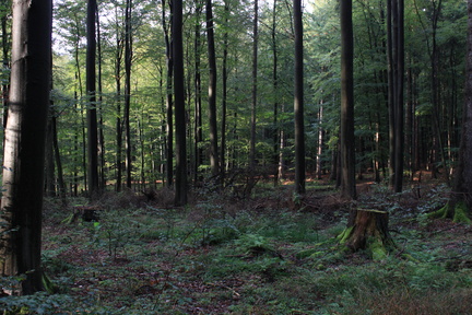 Wald 1