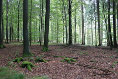 Wald 3