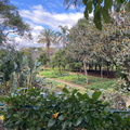 Botanischer Garten Funchal 10